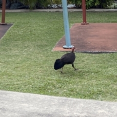 Alectura lathami at Main Beach, QLD - 12 Oct 2022