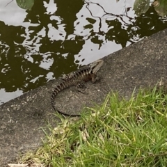 Intellagama lesueurii lesueurii (Eastern Water Dragon) at Broadbeach, QLD - 8 Oct 2022 by Steve_Bok