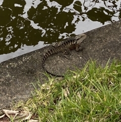 Intellagama lesueurii lesueurii at Broadbeach, QLD - 8 Oct 2022 01:35 PM