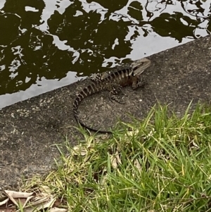 Intellagama lesueurii lesueurii at Broadbeach, QLD - 8 Oct 2022 01:35 PM