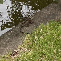 Intellagama lesueurii lesueurii at Broadbeach, QLD - 8 Oct 2022 01:35 PM