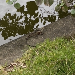 Intellagama lesueurii lesueurii at Broadbeach, QLD - 8 Oct 2022