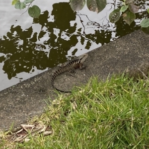 Intellagama lesueurii lesueurii at Broadbeach, QLD - 8 Oct 2022 01:35 PM