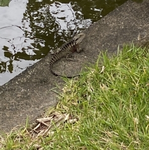 Intellagama lesueurii lesueurii at Broadbeach, QLD - 8 Oct 2022