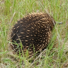 Tachyglossus aculeatus (Short-beaked Echidna) at Ginninderry Conservation Corridor - 13 Oct 2022 by RobG1