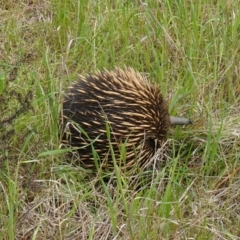 Tachyglossus aculeatus at Coree, ACT - 13 Oct 2022