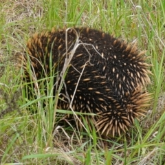 Tachyglossus aculeatus at Coree, ACT - 13 Oct 2022