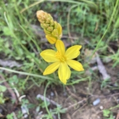 Bulbine bulbosa (Golden Lily, Bulbine Lily) at Crace, ACT - 14 Oct 2022 by Jenny54