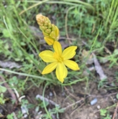 Bulbine bulbosa at Crace, ACT - 14 Oct 2022