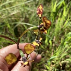 Diuris sp. (A Donkey Orchid) at Crace, ACT - 13 Oct 2022 by Jenny54