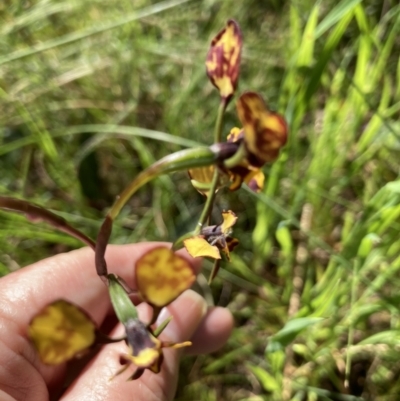 Diuris sp. (A Donkey Orchid) at Crace, ACT - 14 Oct 2022 by Jenny54