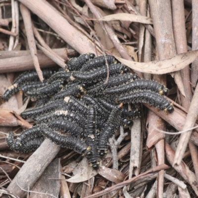 Perga dorsalis (Steel-blue sawfly, spitfire) at QPRC LGA - 4 Oct 2022 by AlisonMilton