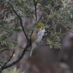 Zosterops lateralis (Silvereye) at Wamboin, NSW - 4 Oct 2022 by AlisonMilton