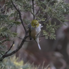 Zosterops lateralis at Wamboin, NSW - suppressed