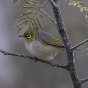 Zosterops lateralis at Wamboin, NSW - suppressed