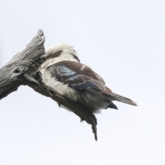 Dacelo novaeguineae (Laughing Kookaburra) at QPRC LGA - 4 Oct 2022 by AlisonMilton