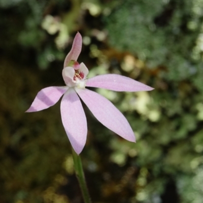 Caladenia carnea (Pink Fingers) at Denman Prospect 2 Estate Deferred Area (Block 12) - 13 Oct 2022 by Ct1000
