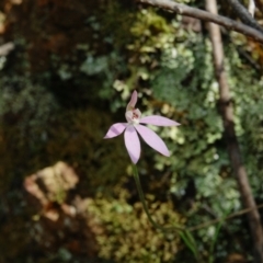 Caladenia carnea at Molonglo Valley, ACT - 13 Oct 2022