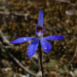 Cyanicula caerulea at Stromlo, ACT - suppressed