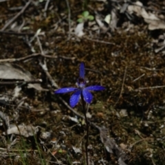 Cyanicula caerulea at Stromlo, ACT - 14 Oct 2022