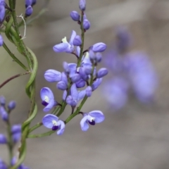 Comesperma volubile (Love Creeper) at Wamboin, NSW - 4 Oct 2022 by AlisonMilton