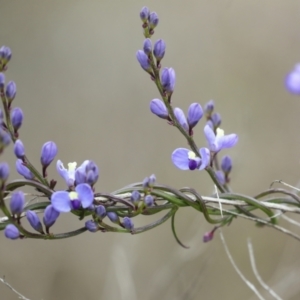 Comesperma volubile at Wamboin, NSW - 4 Oct 2022