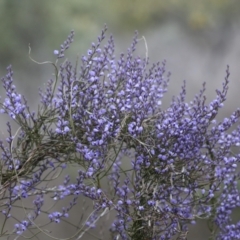 Comesperma volubile at Wamboin, NSW - 4 Oct 2022