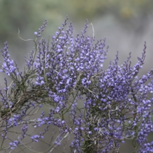 Comesperma volubile at Wamboin, NSW - 4 Oct 2022