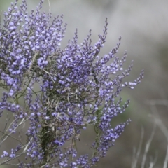 Comesperma volubile at Wamboin, NSW - 4 Oct 2022