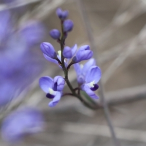 Comesperma volubile at Wamboin, NSW - 4 Oct 2022