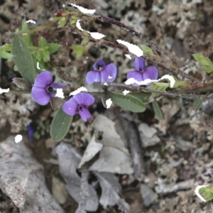 Hovea heterophylla at Wamboin, NSW - 4 Oct 2022