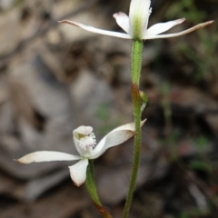 Caladenia ustulata (Brown Caps) at Denman Prospect 2 Estate Deferred Area (Block 12) - 14 Oct 2022 by Ct1000