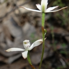 Caladenia ustulata (Brown Caps) at Molonglo Valley, ACT - 14 Oct 2022 by Ct1000