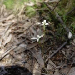 Caladenia ustulata at Molonglo Valley, ACT - suppressed