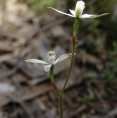 Caladenia ustulata at Molonglo Valley, ACT - suppressed