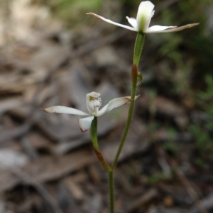 Caladenia ustulata at Molonglo Valley, ACT - suppressed