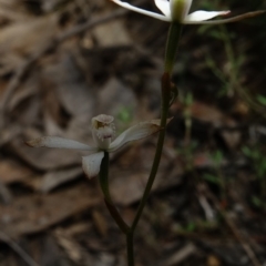 Caladenia ustulata at Molonglo Valley, ACT - suppressed