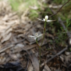 Caladenia ustulata at Molonglo Valley, ACT - 14 Oct 2022