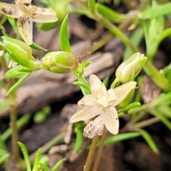 Sagina apetala (New Zealand Moss) at Sullivans Creek, Lyneham South - 14 Oct 2022 by trevorpreston