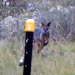 Wallabia bicolor (Swamp Wallaby) at Mount Taylor - 12 Apr 2022 by MountTaylorParkcareGroup