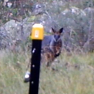 Wallabia bicolor (Swamp Wallaby) at Kambah, ACT - 13 Apr 2022 by MountTaylorParkcareGroup