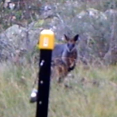 Wallabia bicolor (Swamp Wallaby) at Mount Taylor - 12 Apr 2022 by MountTaylorParkcareGroup