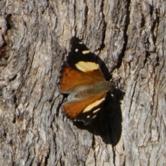 Vanessa itea (Yellow Admiral) at QPRC LGA - 10 Oct 2022 by Paul4K