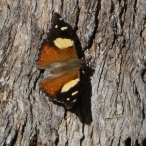 Vanessa itea at Borough, NSW - 10 Oct 2022