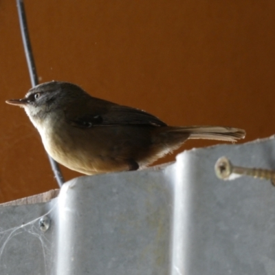 Sericornis frontalis (White-browed Scrubwren) at QPRC LGA - 9 Oct 2022 by Paul4K