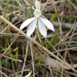 Caladenia fuscata at Borough, NSW - 11 Oct 2022