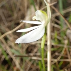 Caladenia fuscata at Borough, NSW - 11 Oct 2022