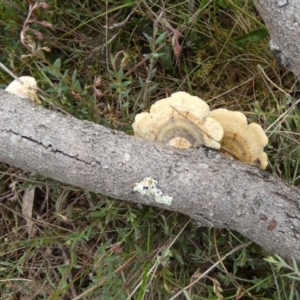 Trametes sp. at Borough, NSW - 11 Oct 2022