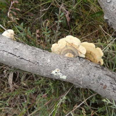 Trametes sp. at QPRC LGA - 10 Oct 2022 by Paul4K