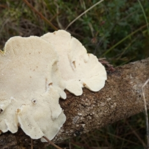 Trametes sp. at suppressed - 11 Oct 2022